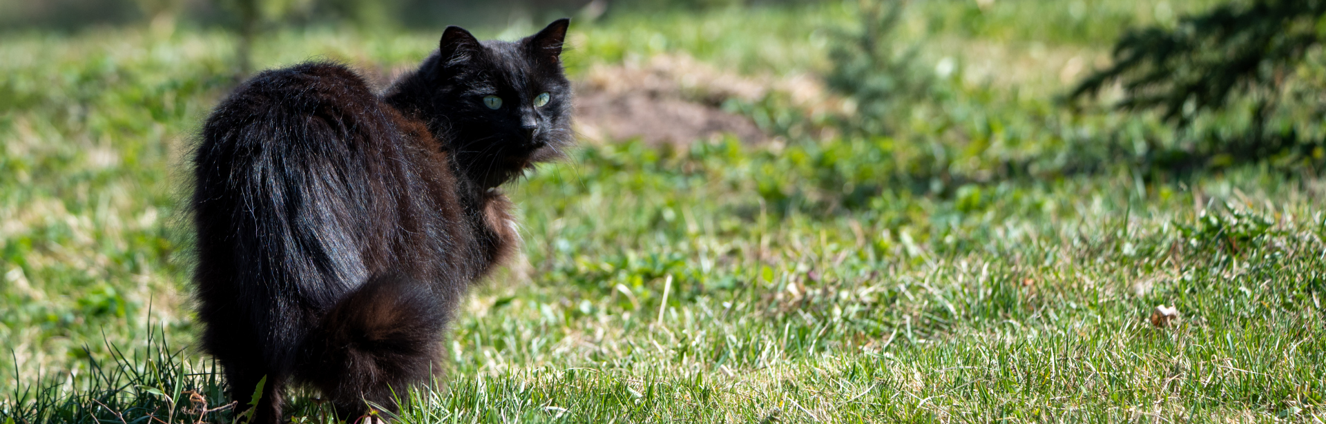 Cat Microchipping in London