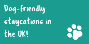 Dog-friendly staycations in the UK