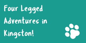 Four Legged Adventures in Kingston