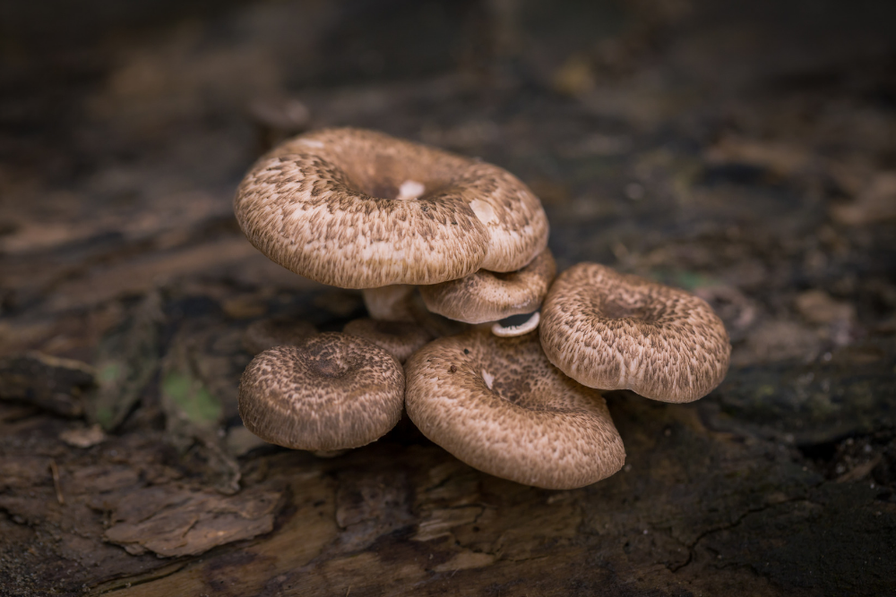 which mushrooms are poisonous to dogs