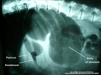 What is GDV and how can it affect my dog? - Goddard Veterinary Group