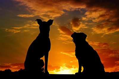 How do I decide when the time has come to put my dog to sleep Goddard Veterinary Group