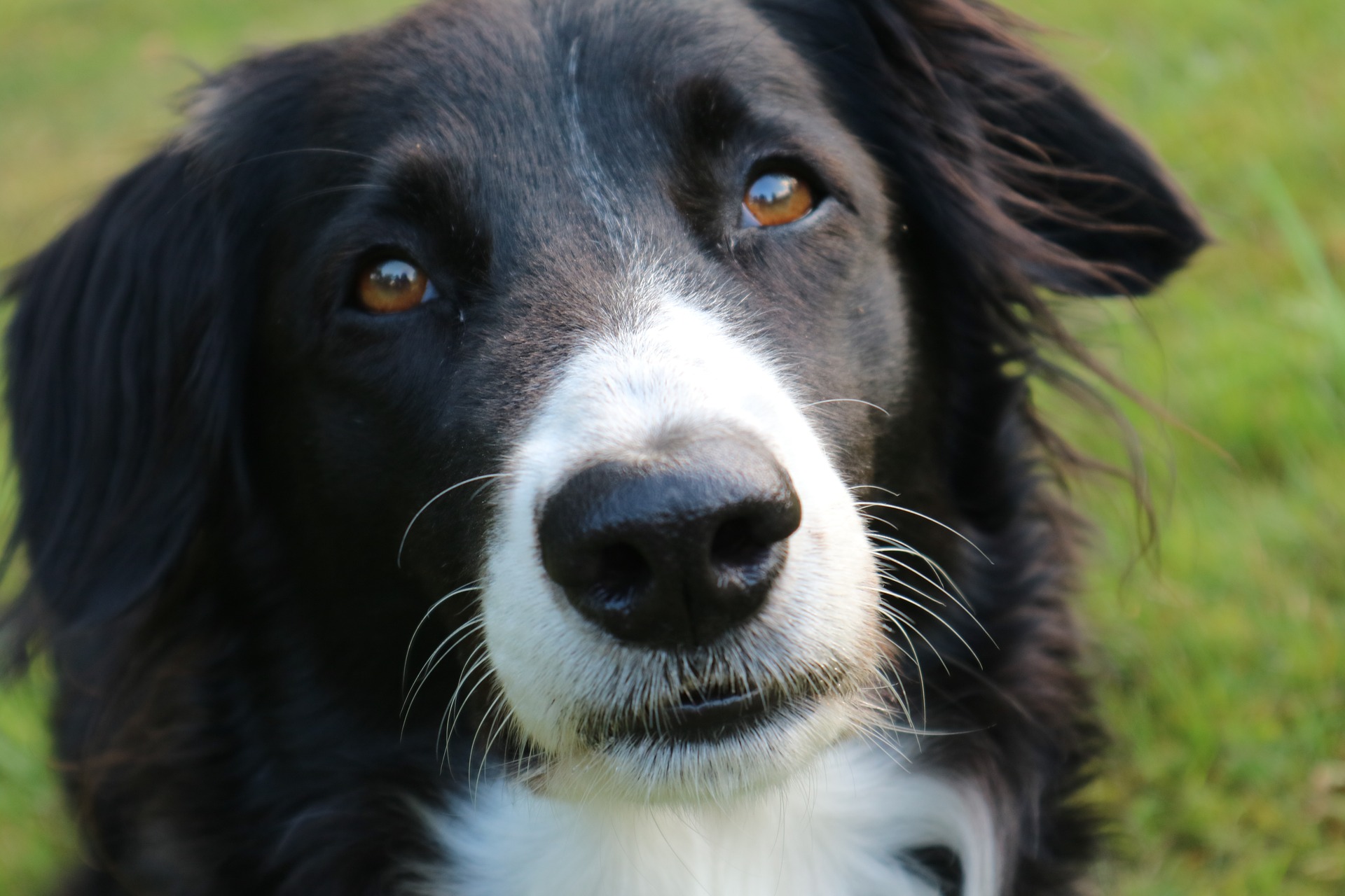 www.goddardvetgroup.co.uk