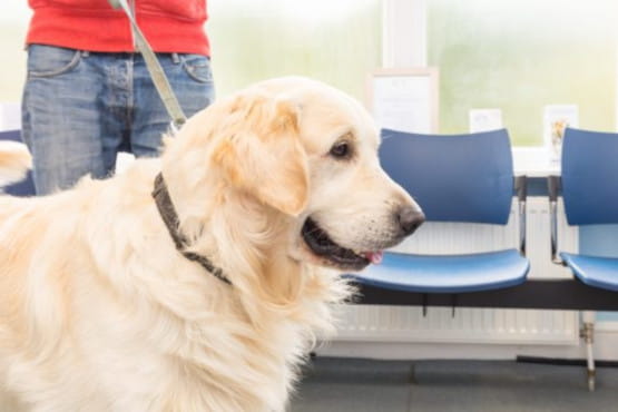 Golden Retriever in our waiting area