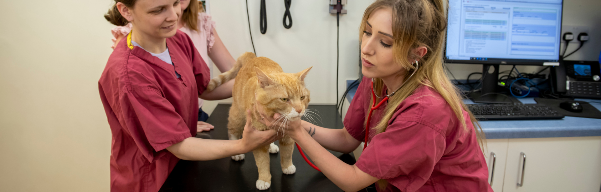 Learn with Goddard Veterinary Nursing College Goddard Veterinary Group