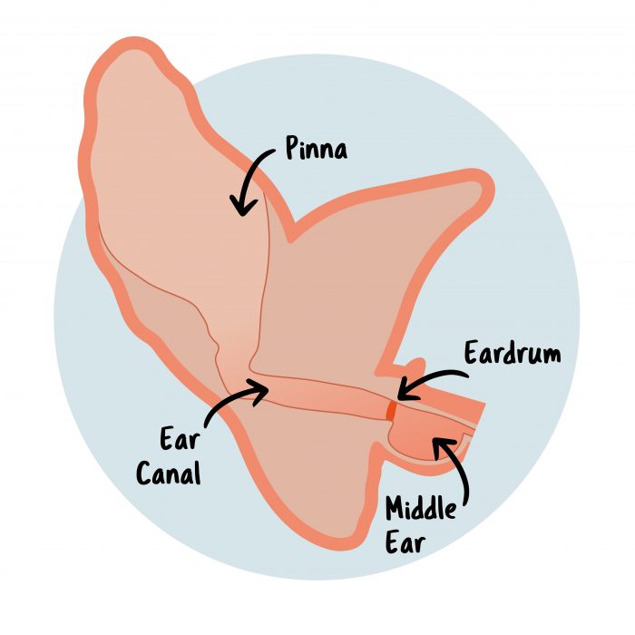 View of A simple guide to applying ear drops to your dog - Goddard Veterinary Group