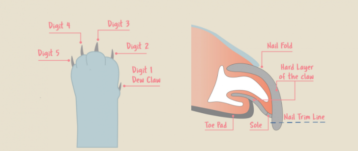 How to trim your cat’s claws at home - Goddard Veterinary Group