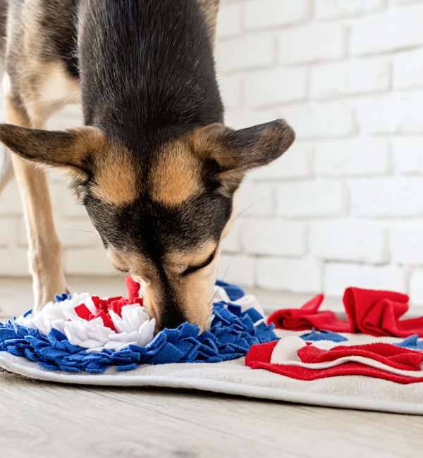 Image showcasing Post-operative mental wellbeing for pets - Goddard Veterinary Group